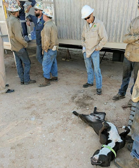 Various guests on the drilling rigs. Part 3 - Drilling, Guests, Watch, North, Drilling, Shelf, Longpost, Dog, cat