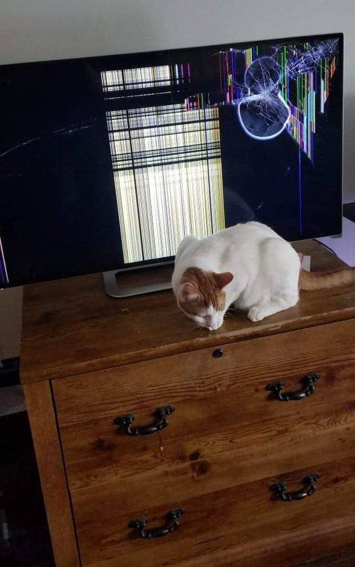 Кот не догадывается, что он поймал