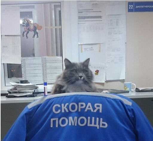 Bubble Gum and all-all-all! - Weekdays of ambulance, cat, Ryazan, Longpost