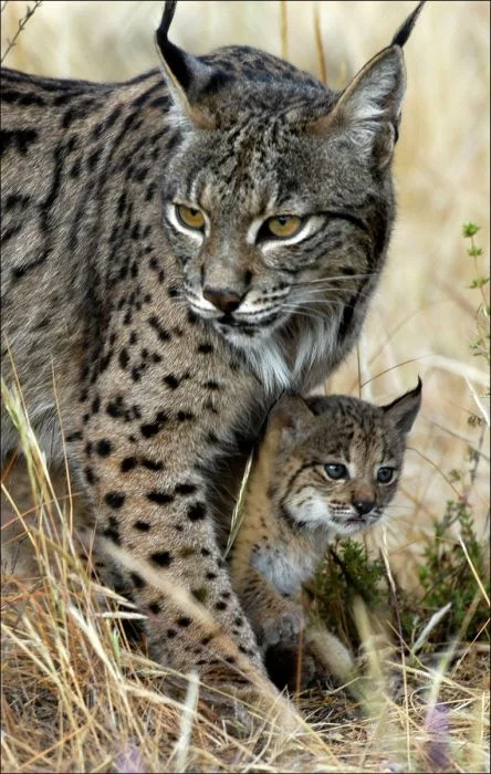 Lynx with a kitten (lynx) - Lynx, Young, Lynx