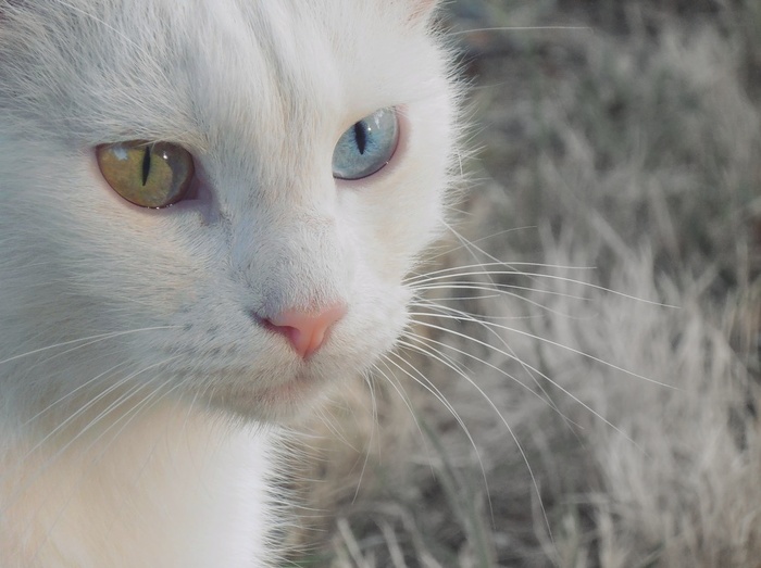 White cat with heterochromia - White, cat, Catomafia, Heterochromia, Anapa, Animals