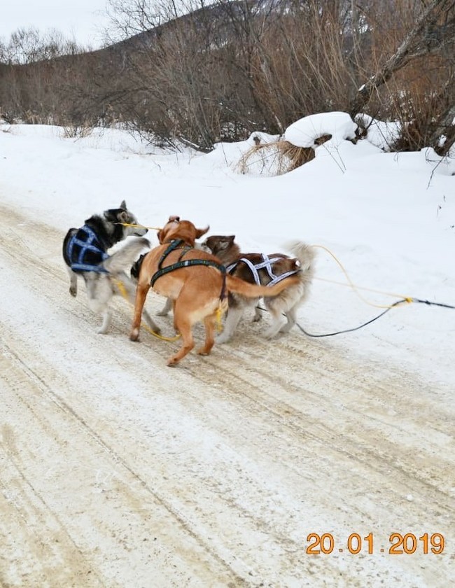 And they take me away! Two red horses! - My, Dog, , Riding sports, Video, Longpost