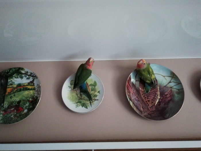 ... on plates - parrots ... - My, Plate, Lovebirds