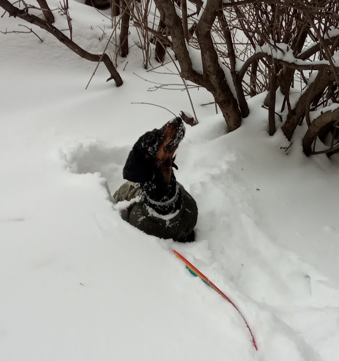 Dachshund and snow - Dachshund, Dog, My, Winter