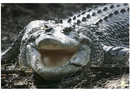 Man bites crocodile to save son - Father, A son, Crocodile, , Kus, Crocodiles