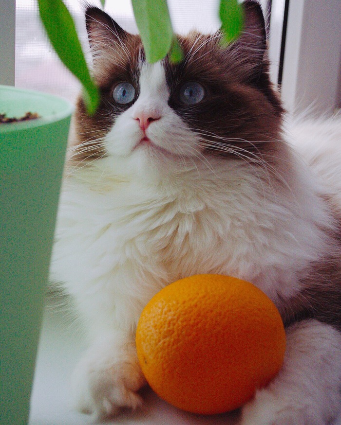 Mike Ragdoll - My, cat, Orange