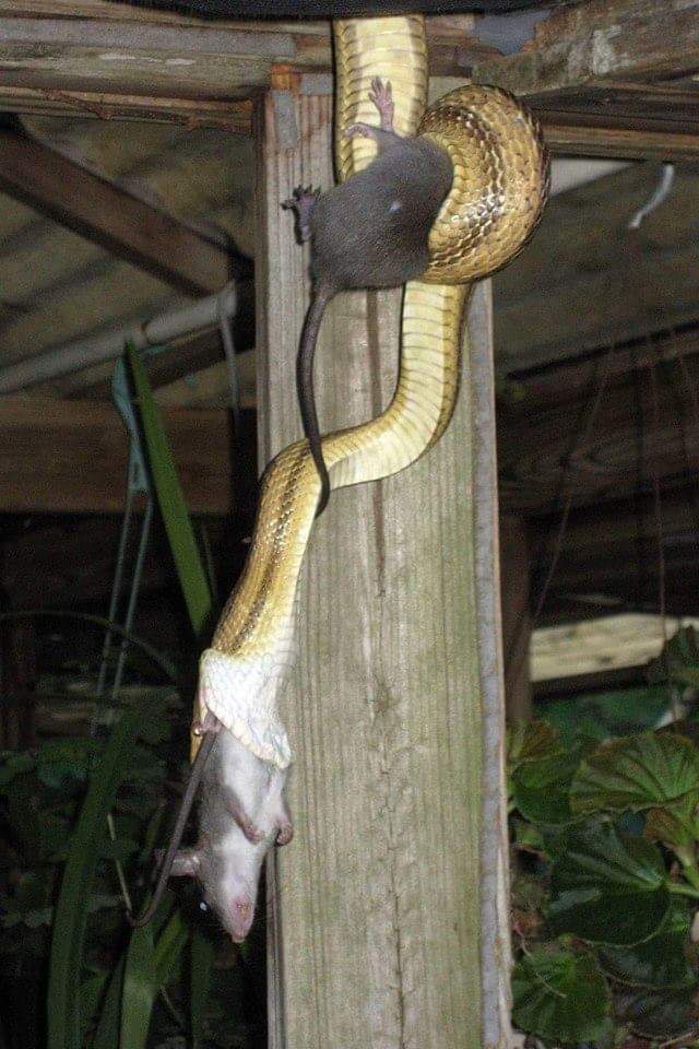 One for lunch, one for dinner - Snake, Rat, Dinner