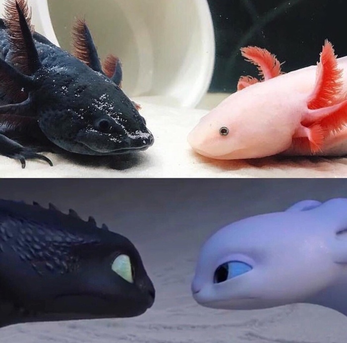 All this has already been in the Simps ... in nature! - How to train your dragon, In contact with, Axolotl