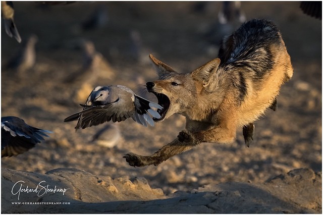 Another attempt - The photo, Animals, Africa, Jackals, Birds