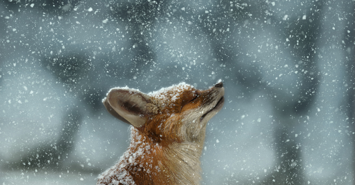 Animals w. Лиса зимой. Лиса в снегу. Лиса зимой в лесу. Чернобурка в снегу.