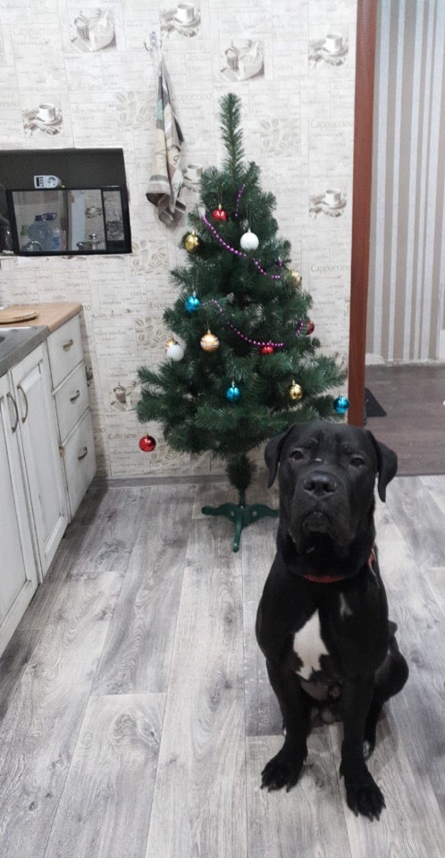 Cane Corso in ribbon - My, Cane Corso, cat, Longpost