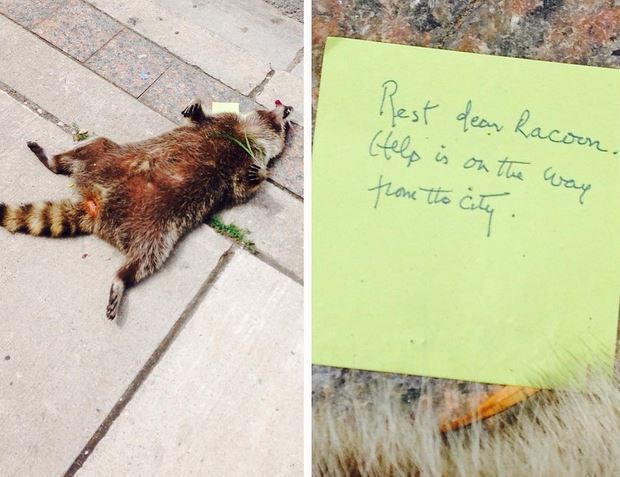 The strange tracking of a dead raccoon - Marasmus, Raccoon, Longpost