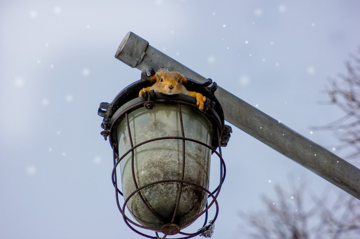 Squirrel's house - My, Omsk, Squirrel, House, Canon, The photo, Photographer, Winter, The park