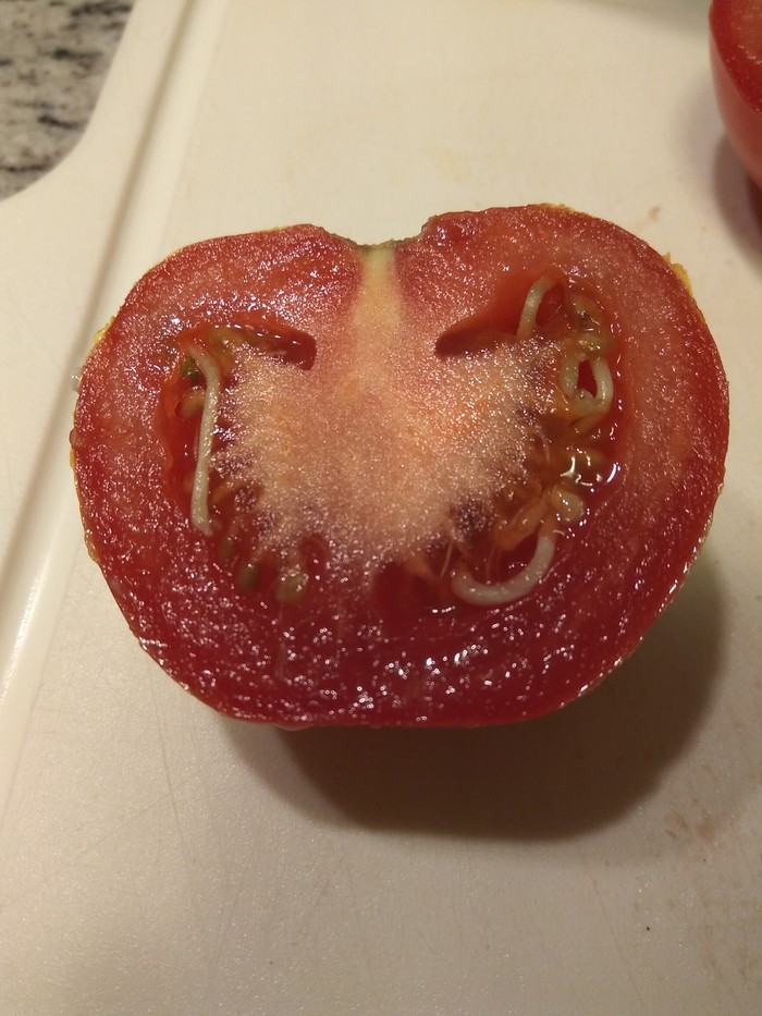 tomato - My, Tomatoes, Death, Longpost