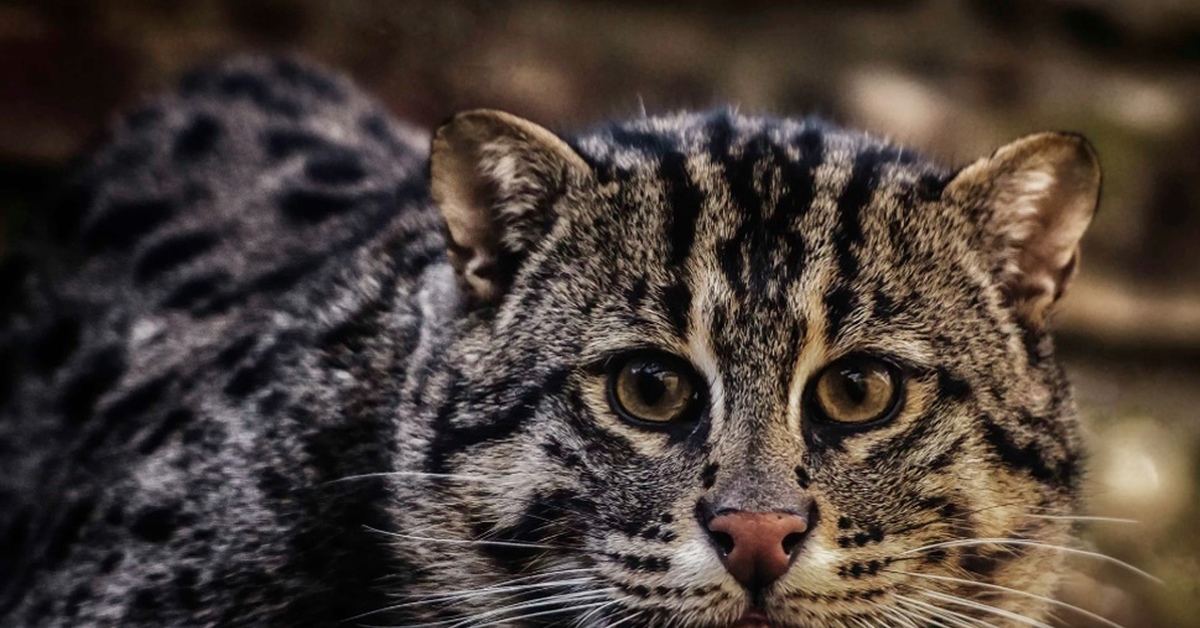 Кот рыболов. Кот рыболов Манул. 10. Кошка-рыболов (Prionailurus viverrinus). Азия кот рыболов. Лесной кот.