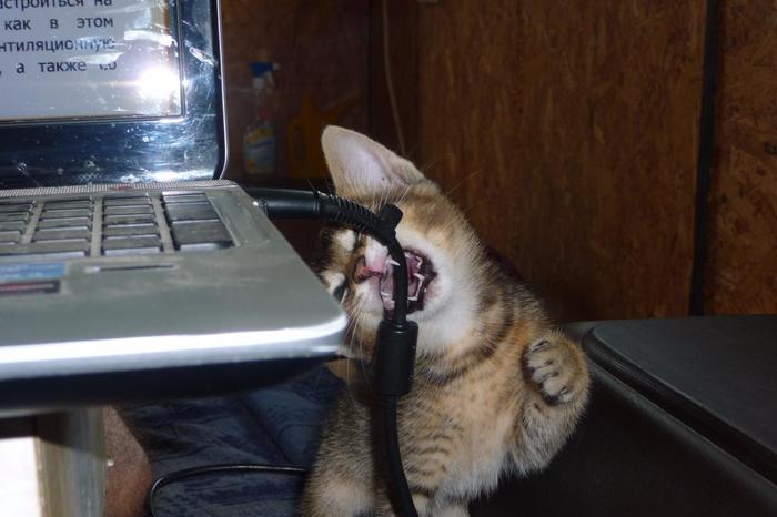 Teeth against wire. - My, Harm, cat