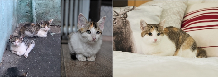 Before and after - My, Kittens, Animal Rescue, Animal shelter, Chelyabinsk, In good hands, Catomafia, cat
