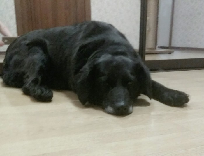 We are looking for owners, old or new. Krasnoyarsk - No rating, Lost, Dog, Krasnoyarsk region, Krasnoyarsk, The strength of the Peekaboo, In good hands, Help, Helping animals