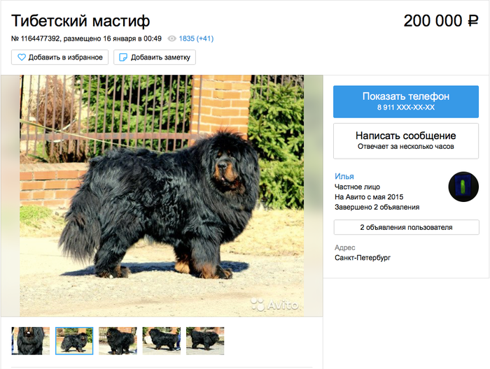 Собака за 1000000 рублей
