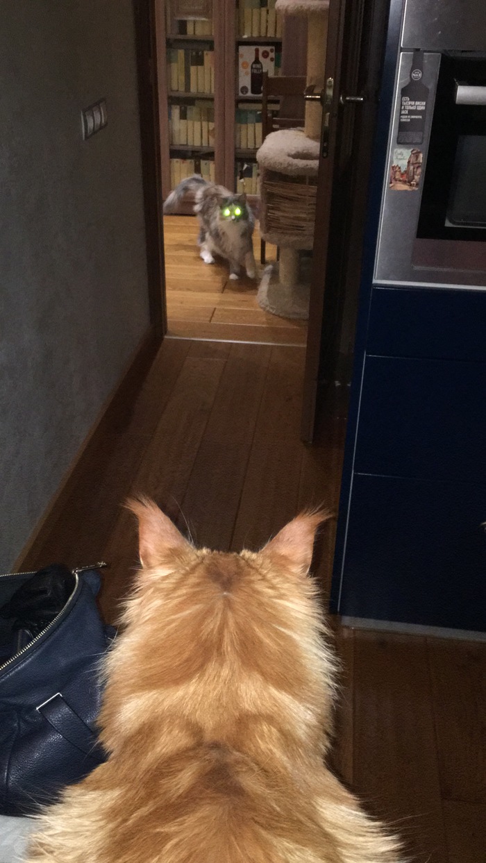 Target locked! - My, cat, Catomafia, Maine Coon, Redheads, Ginger