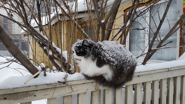 snow covered cat - My, Ufa, cat, Winter, Snow