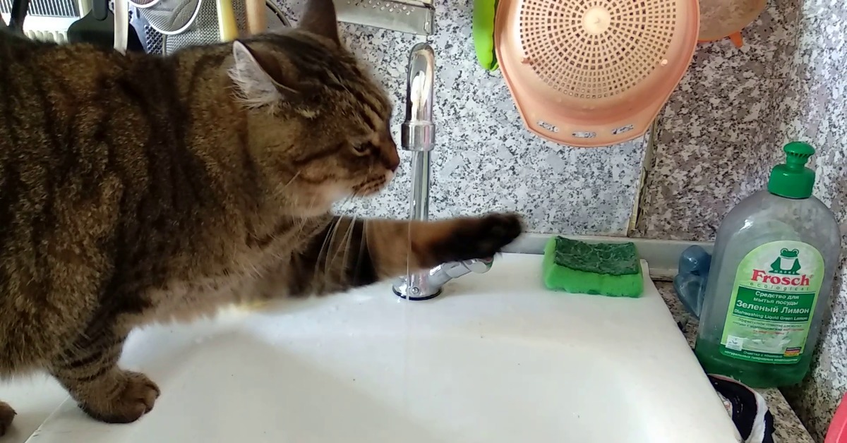 Пьет ли кошка воду. Кот и кран. Кот и кран с водой. Кот пьет воду из под крана Мем. Кот пьет яйцевую воду.
