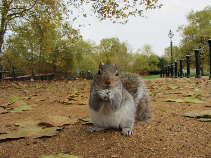 Squirrel in the park - The photo, Squirrel, The park, Autumn