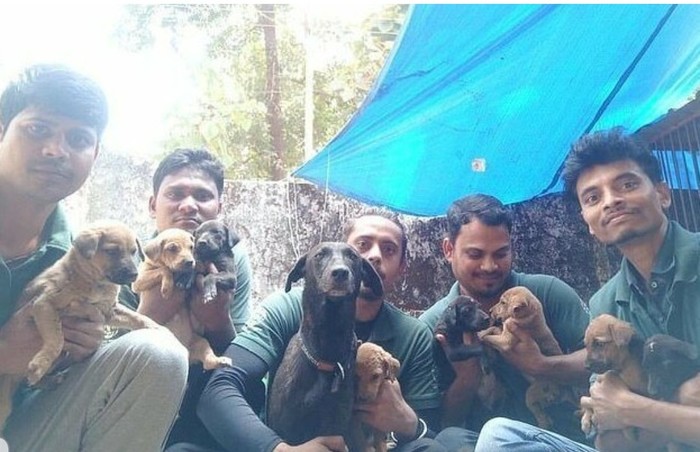 Индийские волонтеры спасли восемь щенков, облитых гудроном Индия, Собака, Щенки, Волонтерство, Спасение животных, Гудрон, Длиннопост