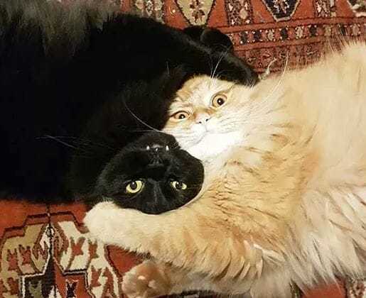 Well, straight, yin and yang - cat, Catomafia, Black and white, Fluffy, Funny