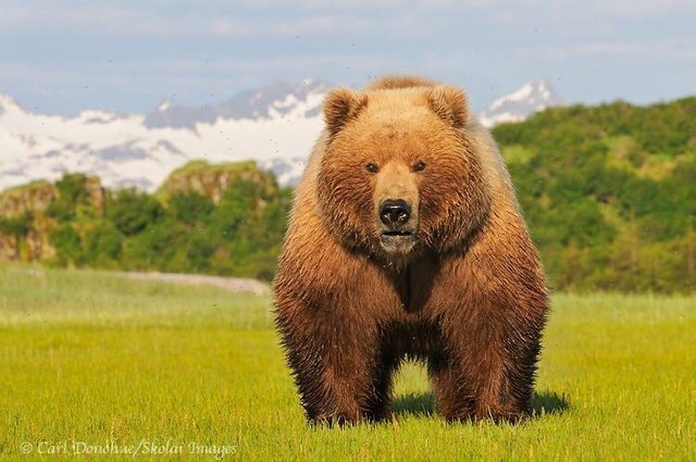 Well hello! - The photo, Bear, Grizzly, Alaska, The Bears