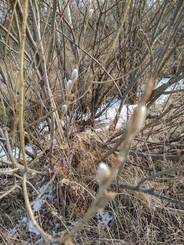 Winter. - My, Winter, Pussy willow, Primorsky Krai