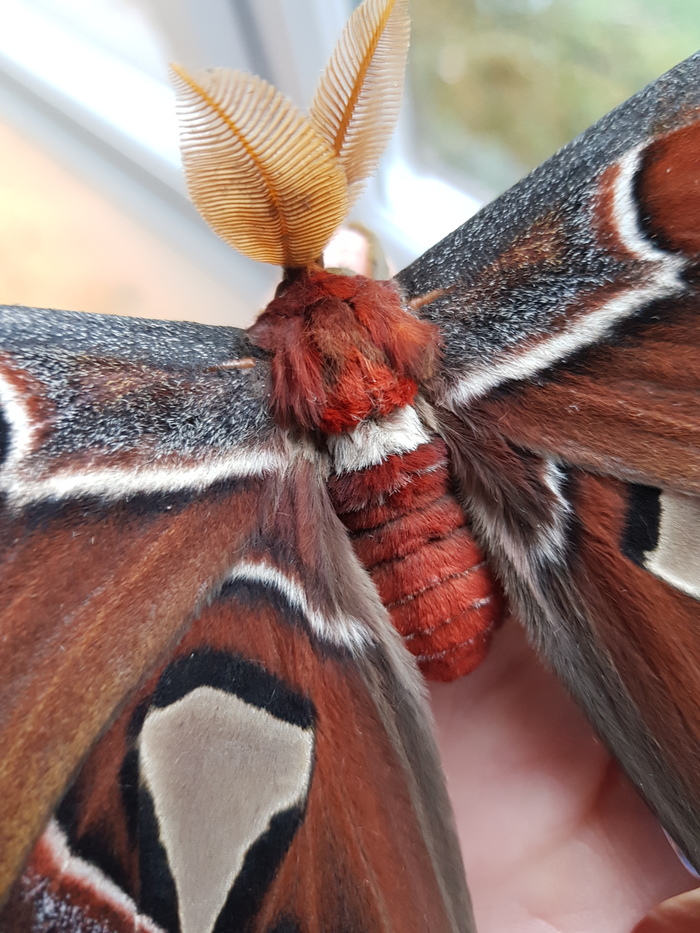 выведение бабочки attacus atlas энтомология, бабочка, хобби, длиннопост
