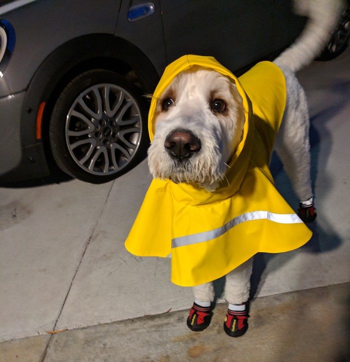 Dog in a coat - My, Dog, Walk, Horse in coat