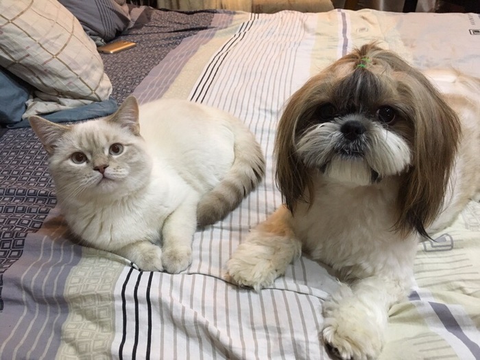 met a dog - My, Dog, cat, friendship, Pet, Shih Tzu, Scotsman, Pets