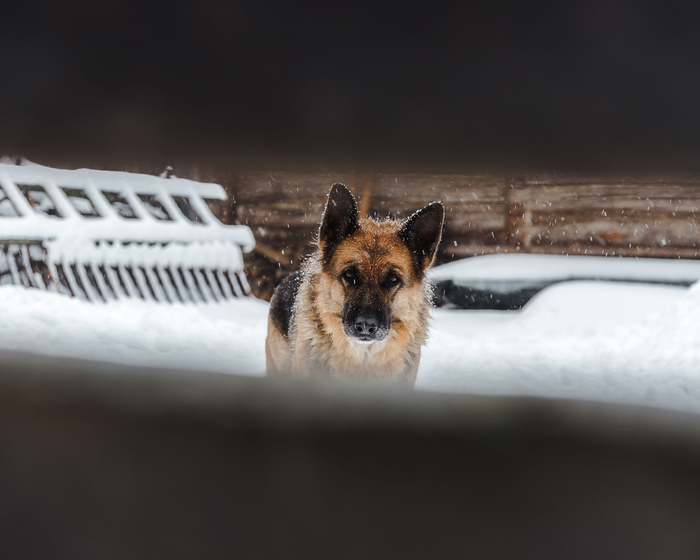 It's you, come in and eat something .. - My, The photo, Dog, German Shepherd, Winter, Republic of Belarus, Mogilev