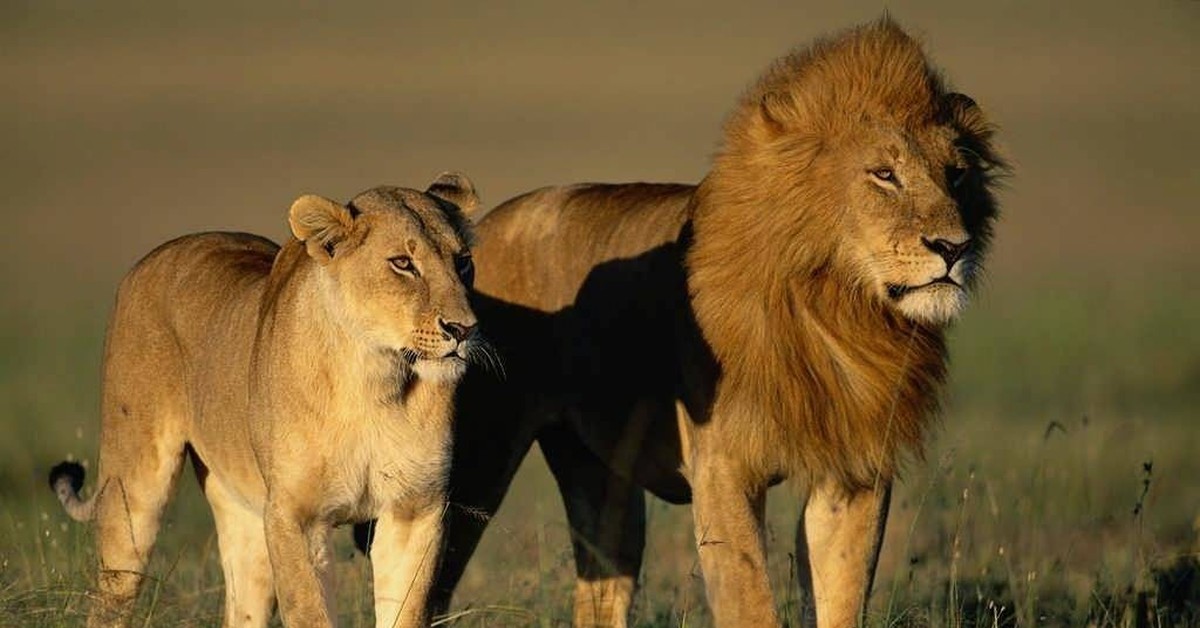 Лев какое млекопитающие. Африканский Лев Прайд. Львица самка Льва. Лев самец и самка. Львы в саванне.