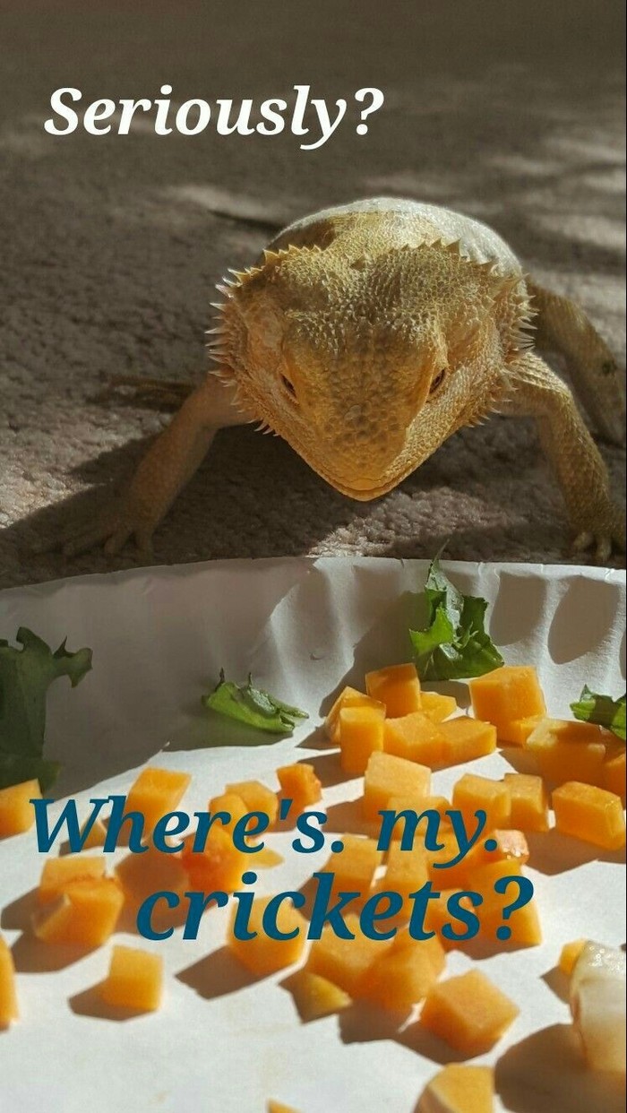 Seriously? - Bearded dragon, Lizard, Animals, Pets