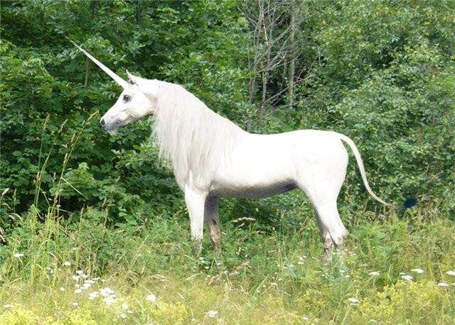 A unicorn was caught in the USA - Unicorn, Nature, Тайны, Animals, Protection, Contraception