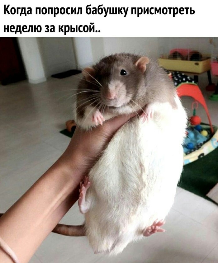 Бабуля может