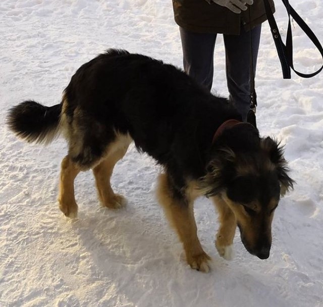 Found a dog in Tyumen - Tyumen, Dog, In good hands, Longpost, Found a dog, No rating