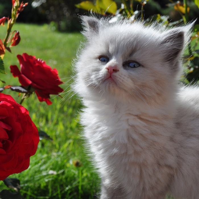 important kitten - Milota, cat, The photo, Flowers