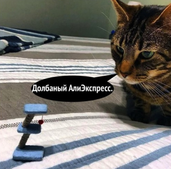 disappointment - cat, Scratching post, Picture with text, From the network