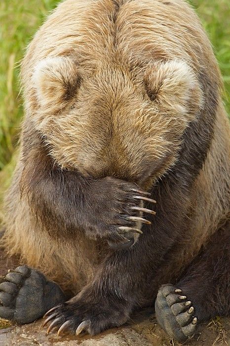 The clubfoot was embarrassed - The photo, The Bears, Embarrassment