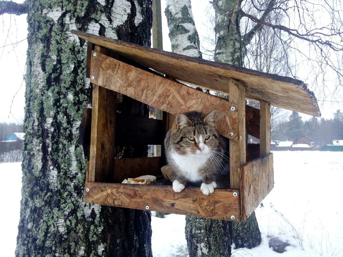 mustachioed hooligan - cat, Climbed, Birdhouse, Impudent muzzle, My, Impudence