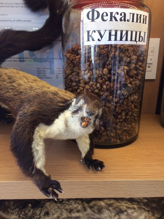 Easy man, I'm just looking - Marten, , Taxidermy