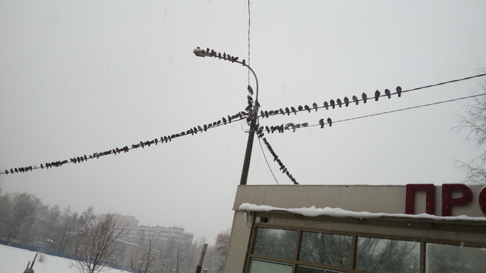 В ответ на пост про щебетание тысячи птиц