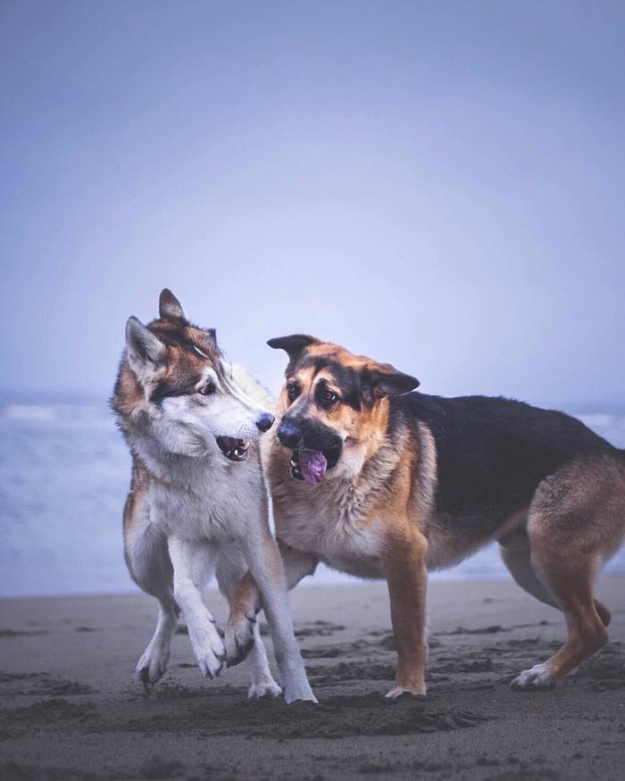 Best Friends - The photo, Animals, Dog, Longpost