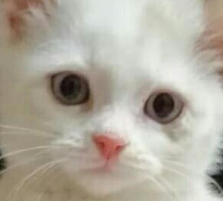 Порода кошки которая стоит на задних лапах thumbnail