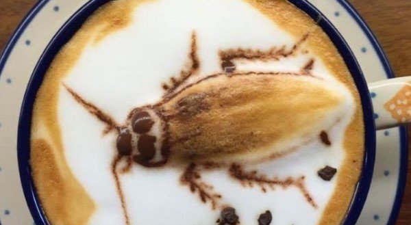 Cockroaches in coffee machines: why they start up and how to get rid of them - My, Cockroaches, Coffee machine, Longpost, Disinsection