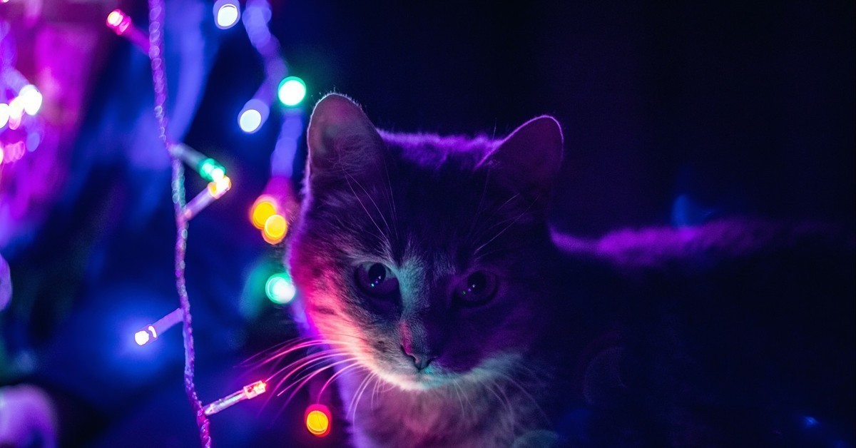 Фиолетовый котик картинки
